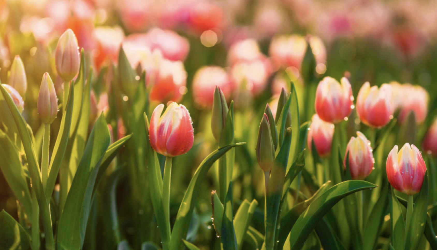 生肖夜梦|7月底，你不来，我不老，3生肖旧情难忘，沉醉时光，痴心苦等旧情人