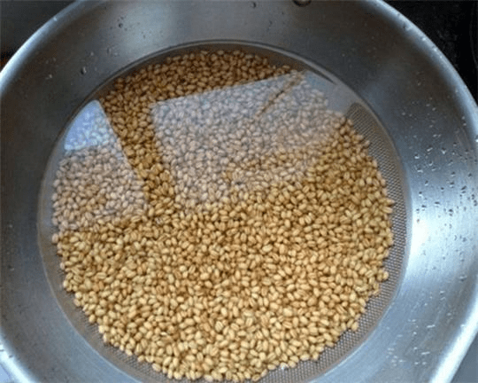 饵料|这么泡麦粒，一粒麦子一条鱼，还个个都是大板鲫