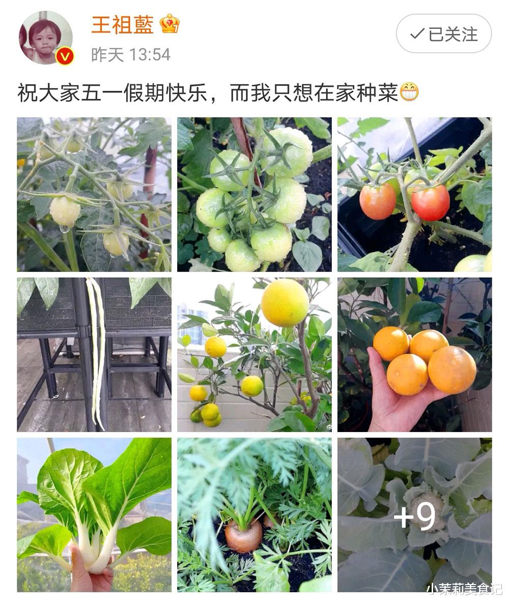 王祖蓝|王祖蓝五一节晒自家菜园，获10万人点赞，网友：这才是向往的生活