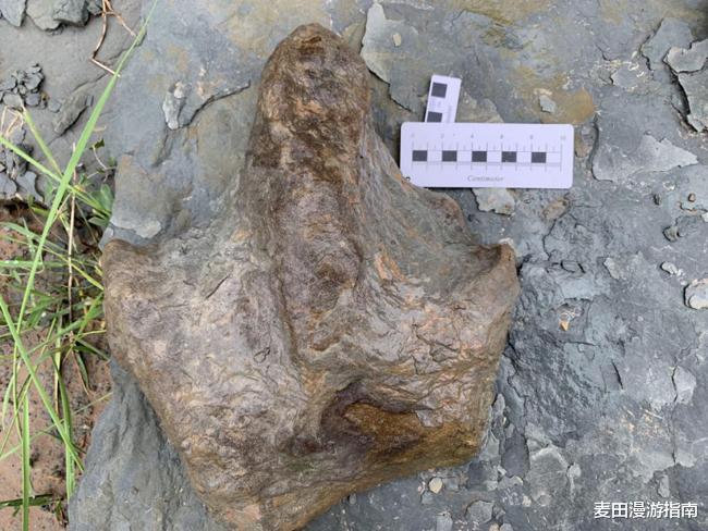 恐龙 找到食肉恐龙化石！谁说我们没有食肉龙？