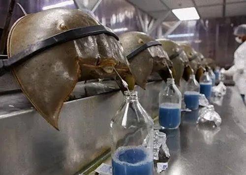 珊瑚礁 这个诞生于3.1亿年前的“化石级”生物,为何到现在也没有变化?