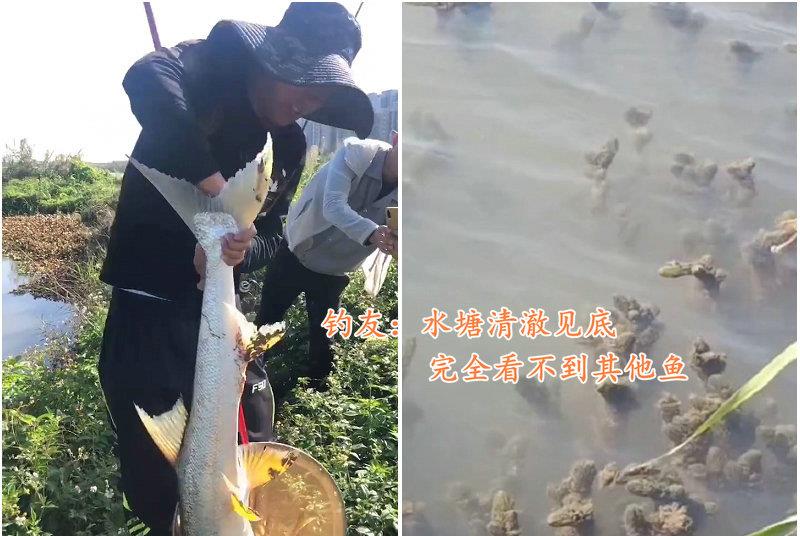 老虎|1.3米长水老虎被困小水塘，被人钓起时已瘦脱了形，网友：太惨了