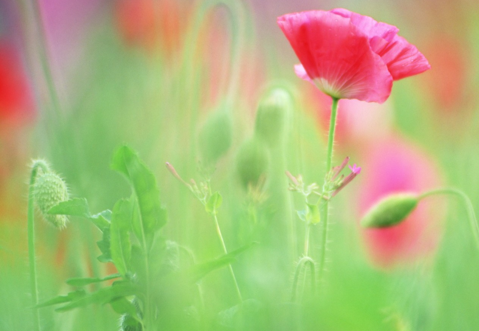 生肖|7月下旬，来喜来福，得财得运，好运挡不住，3生肖生活富足，事业走上坡路