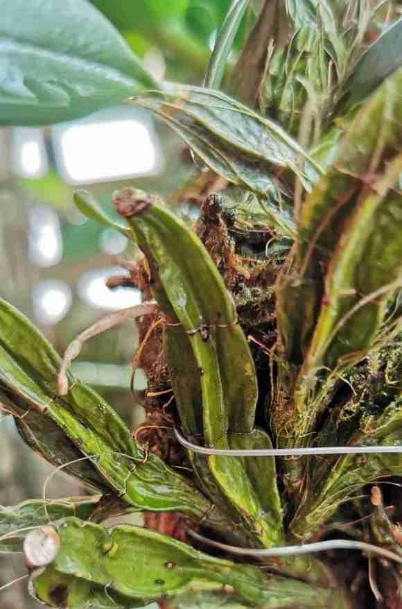 向阳园艺 山上挖到的石斛花，回家钉在木板上，每天喷喷水，1周就开花