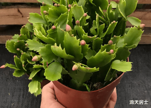 滴天居士|盘点那些有利财运的绿植，你买对了嘛