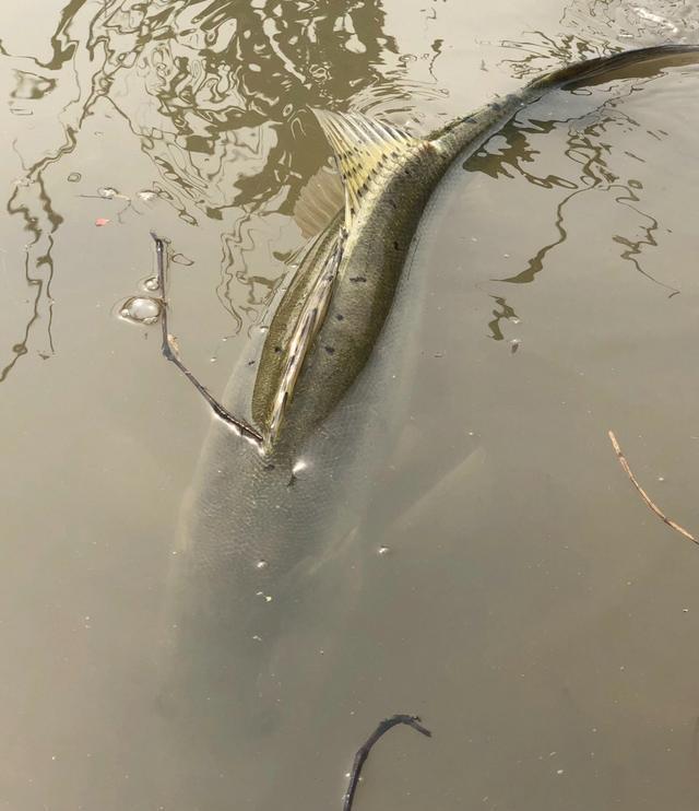 |浙江钓友小河里钓获少见的大鲈鱼，因是繁殖期，随后放生