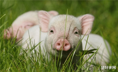 生猪价格 3月1日10公斤仔猪价格，猪价“大反转”，仔猪市场再现变局？