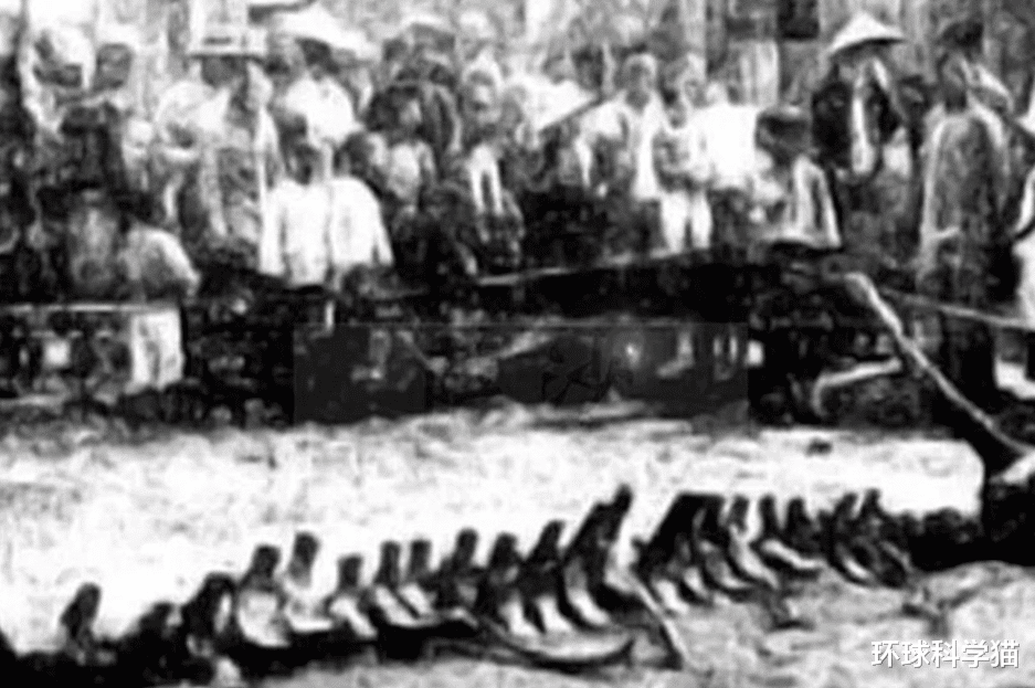 化石 大气层中存在我们传说之中的“龙”吗？