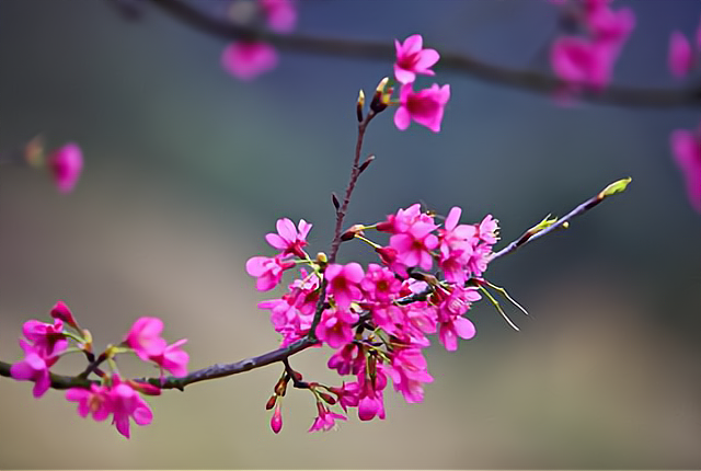 农民的小帮手 “立春晴，一春晴”，当年有没有倒春寒，看立春的表现就知道