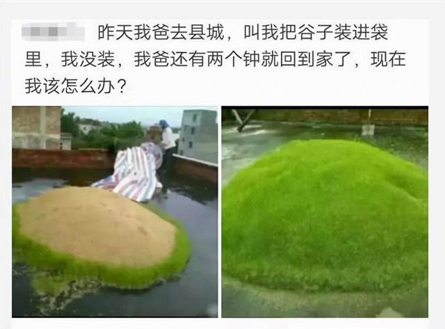 |“我爸叫我把谷子装进袋里,结果我玩游戏忘了!”现在该怎么办?