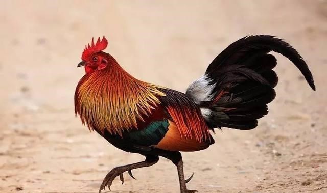  平均寿命只有45天，寿命这么短的鸡，为何会“风靡全球”