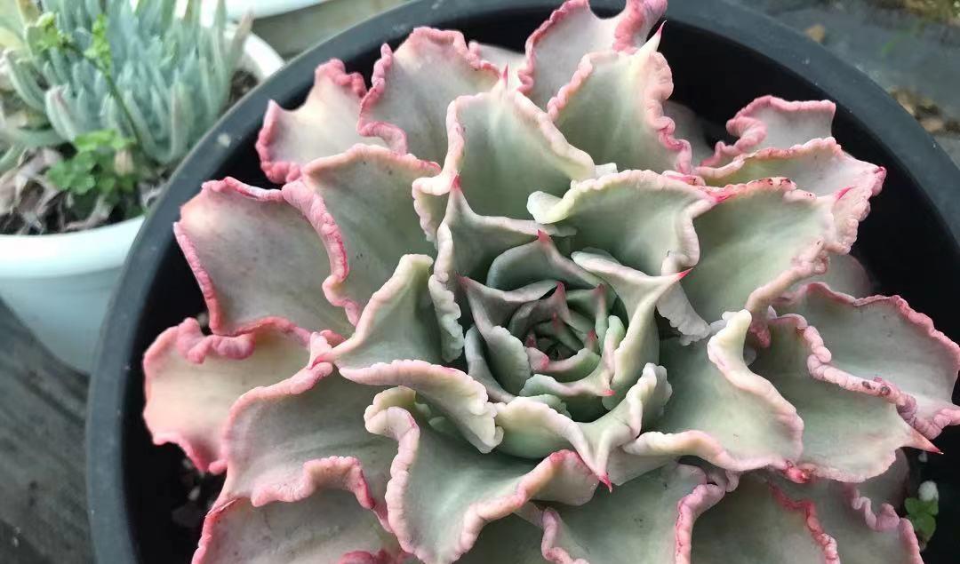 说说家装那点事儿|最受欢迎的10大多肉品种，颜值很高，深受花友喜欢，你养了吗