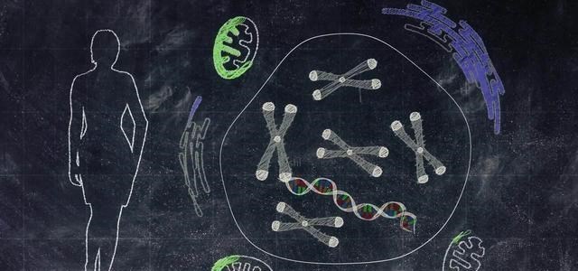 人类为何不能永生？科学家：人类都是“打工仔”