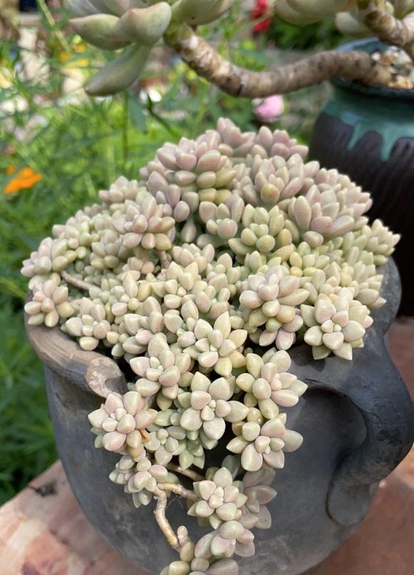 向阳园艺|哪些多肉最好养？养多肉没有技巧，掌握套路，全都很好养