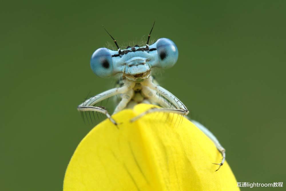 昆虫摄影不会拍?掌握这5个技巧,拍出清晰生动的昆虫照片
