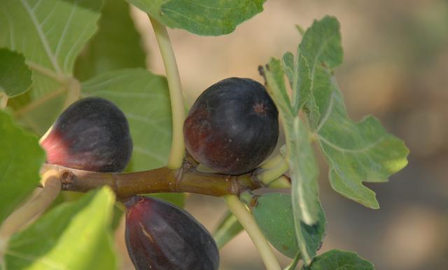 衰老|不想被叫“黄脸婆”?不妨常吃5种“女人果”,或能美容养颜