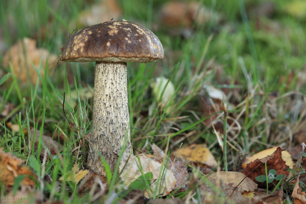 胸肌|脂肪瘤？送你两味中药，一味消，一味补，攻补兼施，不来了解下吗