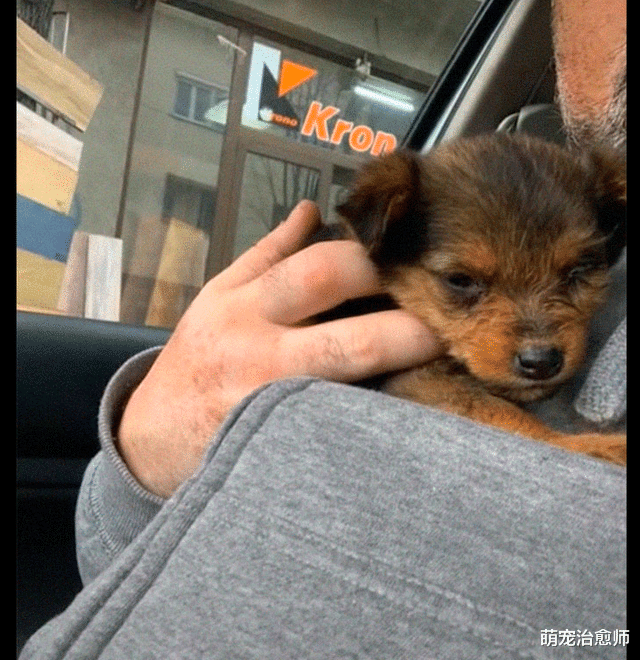 流浪狗 男子踢走破鞋子，从里面竟掉出来一只小狗，错误成就幸福的邂逅！