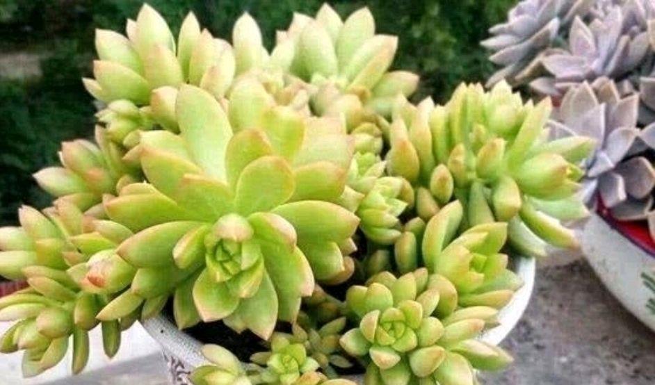 园艺印象|多肉黄丽虽是普货,但好养易度夏,2年即成老桩和悬崖桩