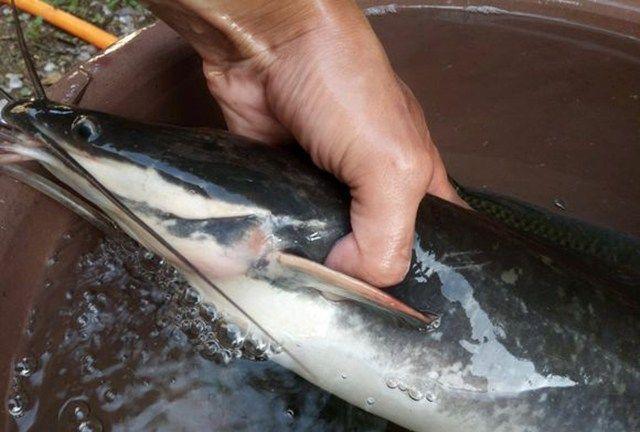 |长1.6米重80斤，东江鲶鱼王被钓起，钓友 ：不敢吃！