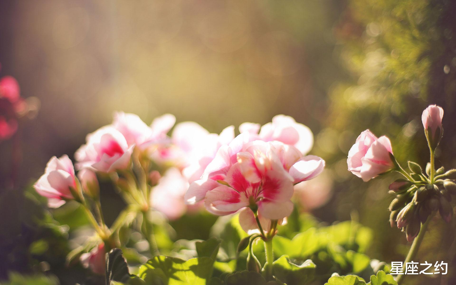 星座之约|8月2日星座运势：金牛迎接挑战，狮子灵活变通，射手亲力亲为