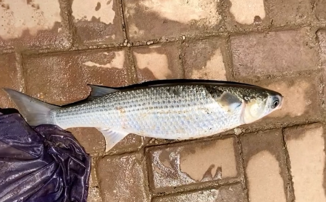 南京|南京一河道鲻鱼“爆发”，大的五六斤，有人每天打几十斤窝料