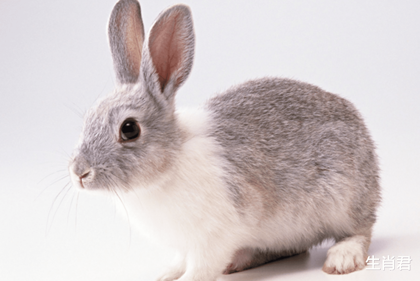 招聘|12月下旬喜鹊登门财运到,事业顺利职场旺,属兔人职场遇转机