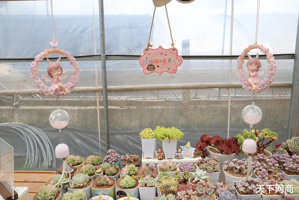 流浪汉|淘宝出现高温新职业：他帮网友云养27万盆多肉