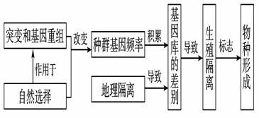 隔离|黄种人、黑人、白人之间为什么能自由交配，没有产生生殖隔离？