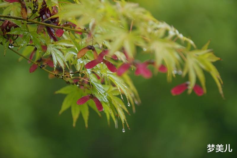 梦美儿|选错人毁一生