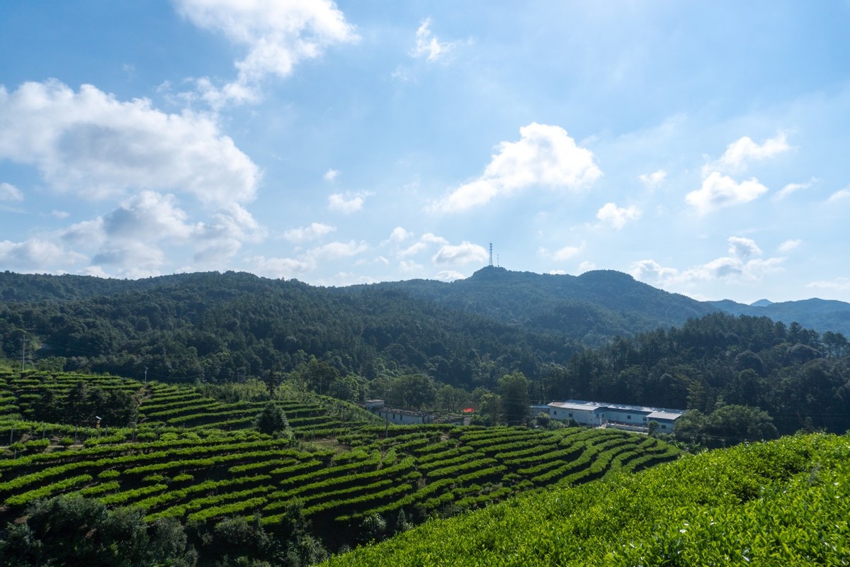 随遇而刊|调研茶香意蕴 传承文化底蕴