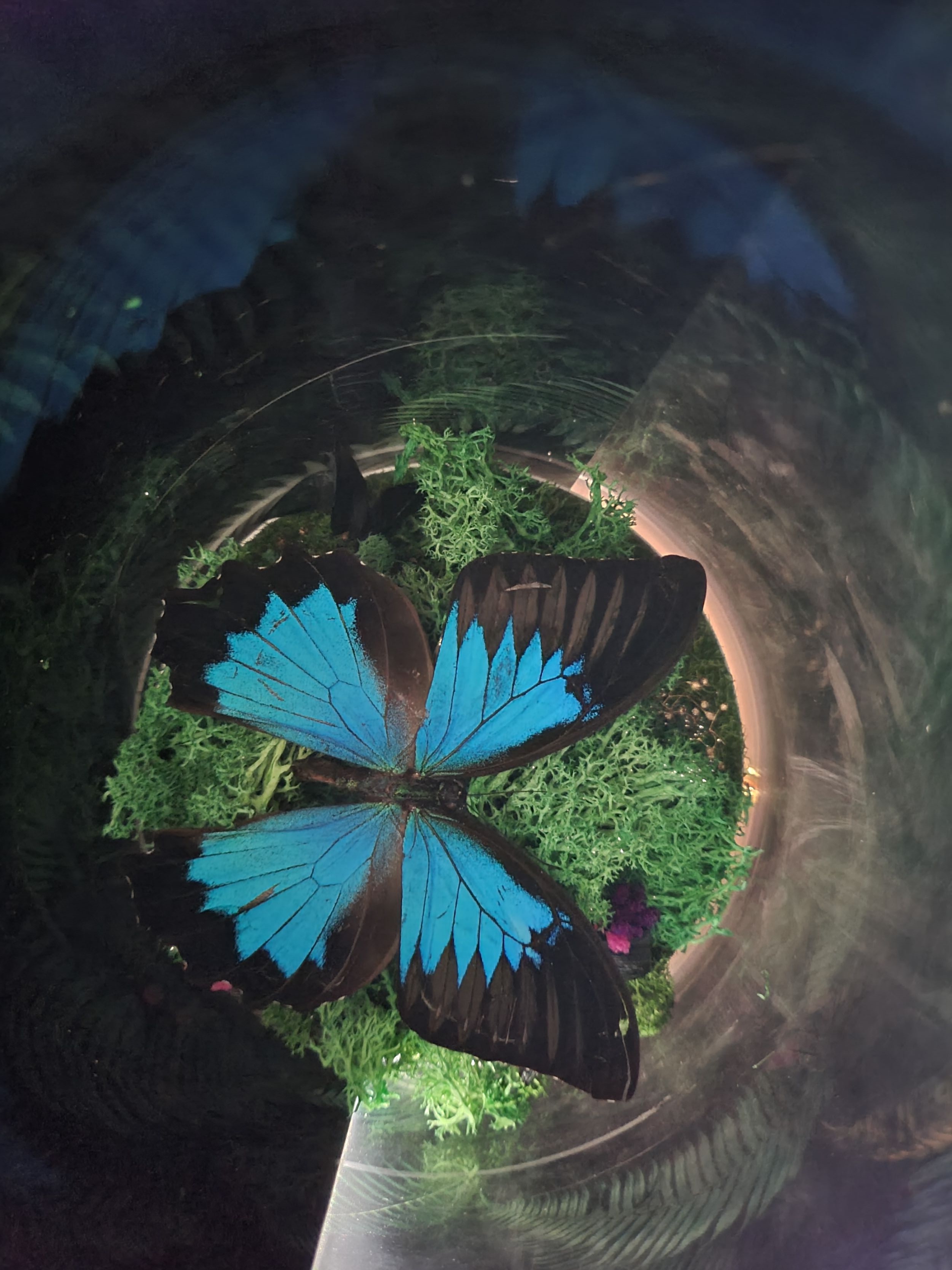 三星 上手三星的fold3国行真机