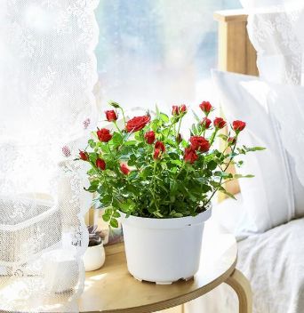 这六种盆栽漂亮又好养，能净化空气放在办公阳台，都是不错的选择