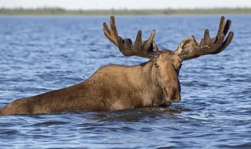 鳄鱼 4件最不可能却真实存在的事,无头的鸡、半张嘴的鳄鱼!