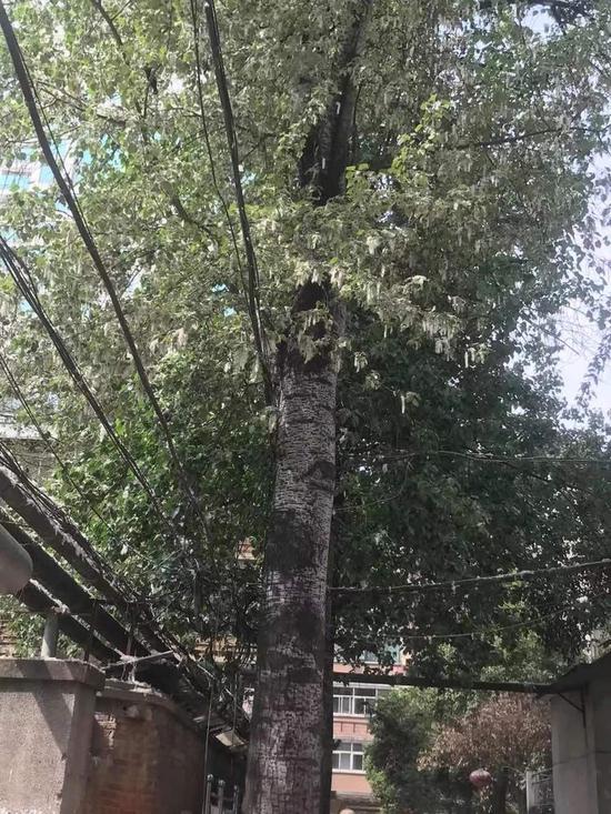 映象网 柳絮法桐飞毛扰民 石楠开花味道难闻 郑州城市绿化如何解决?