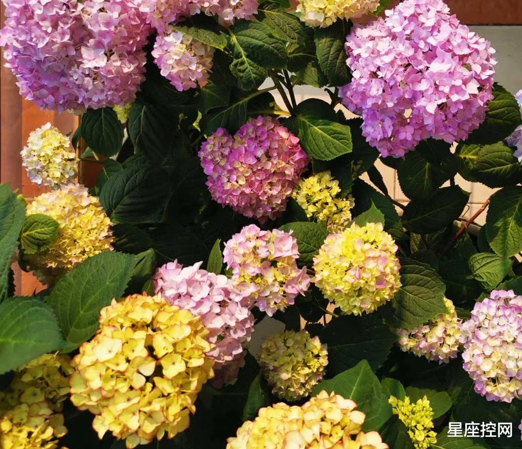 |哪几个日子出生的人,才貌双全,出门在外受人欢迎,出路多且广