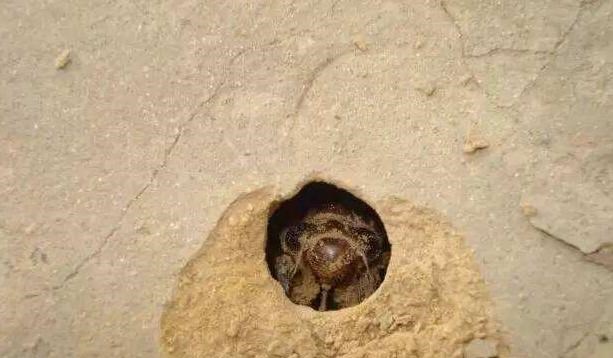 贯丹萱 夏天农村常见的知了猴，天黑才打洞出来，藏在地下需要呼吸吗？