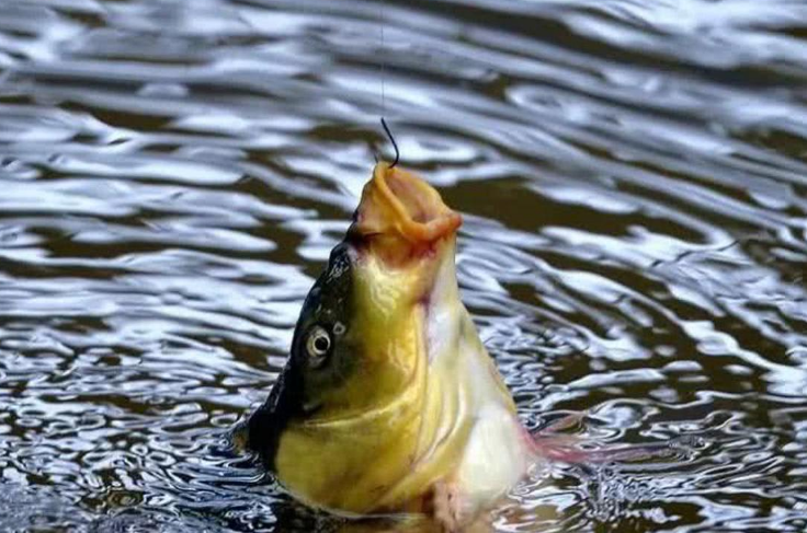 |黑坑钓青鱼正口少？了解前因后果，离上岸又近一步——盛世三渔