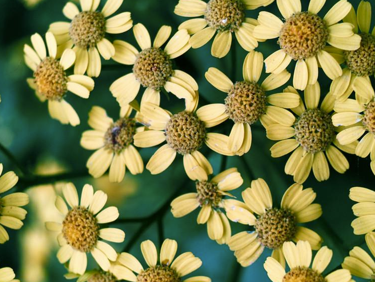 生肖|本月福禄双生的4生肖，一生锦衣玉食，福满财多好运来