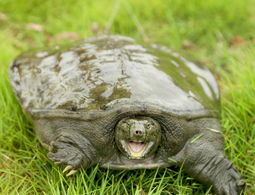 阳光语言矫正说|古人常说：上岸甲鱼莫伸手，下山野鸡不能追，这句话值得我们深思
