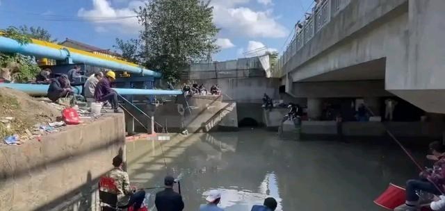 上海市|上海“鲫鱼之战”，一天能钓七八十斤！盛宴过后却是一地鸡毛