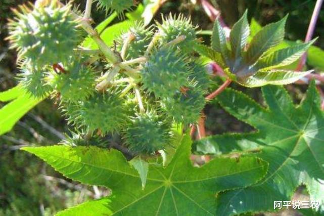 断肠草 以下3种农村野果有“剧毒”，过去村民还拿它当水果吃，慎重！