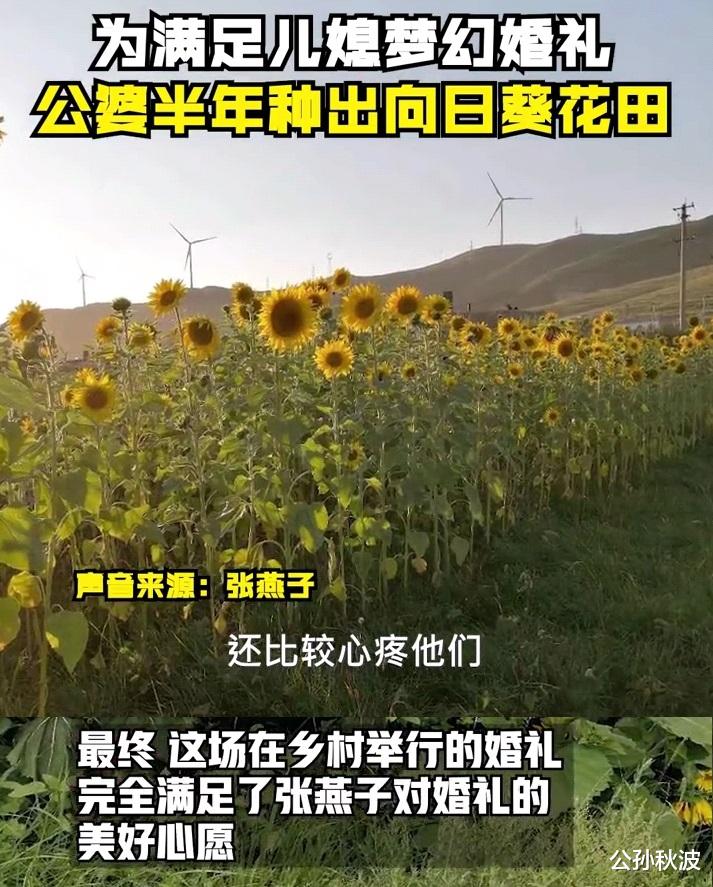 公孙秋波 山西儿媳想要梦幻婚礼，公婆提前5个月种向日葵：穷和敷衍是两回事