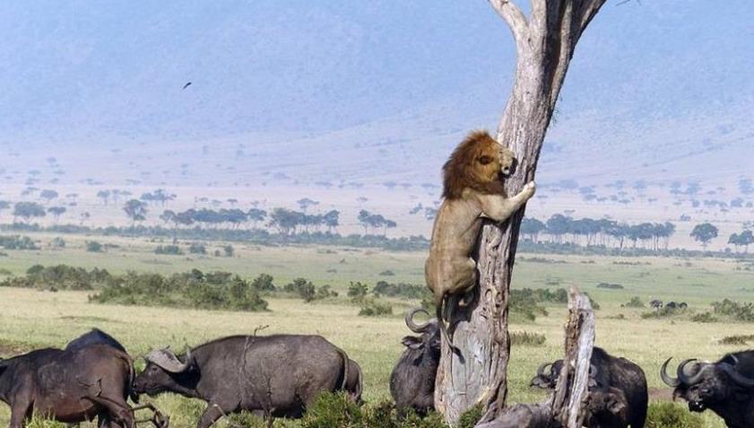 野生动物 野生动物如何判断对方的实力？人类在它们眼中是什么“段位”的？