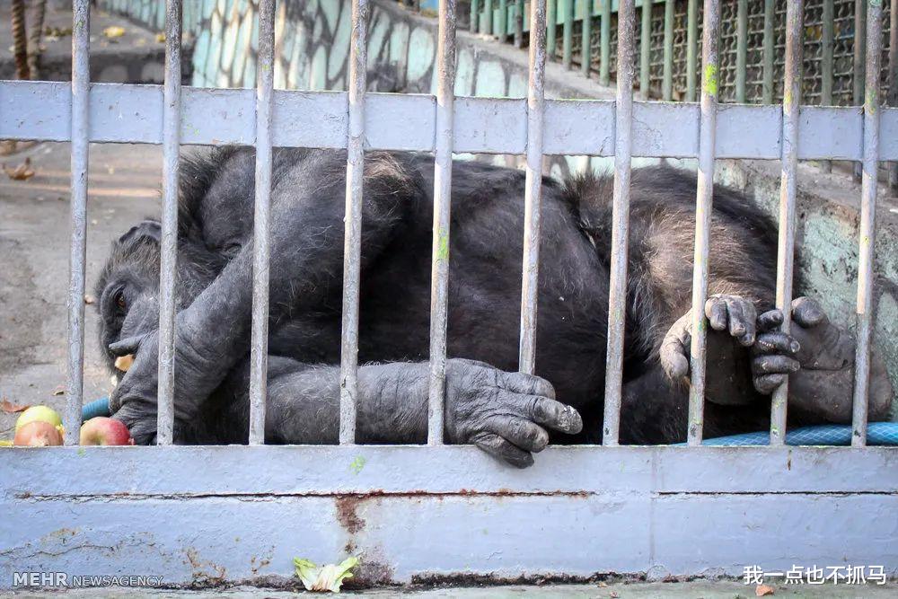 被遗弃的黑猩猩被人类照顾长大,最后却惨遭同类打死