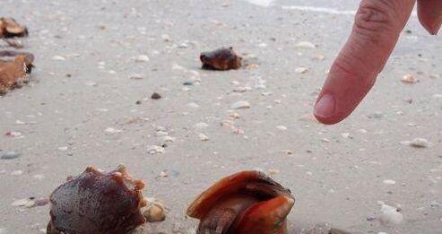 舜网 女子海边游玩发现大量“疙瘩”,好奇走近细看后,女子乐的停不下来