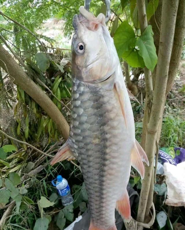 澜沧江|云南钓鱼人钓起几条“军鱼”，长江君：其实是更稀少的结鱼