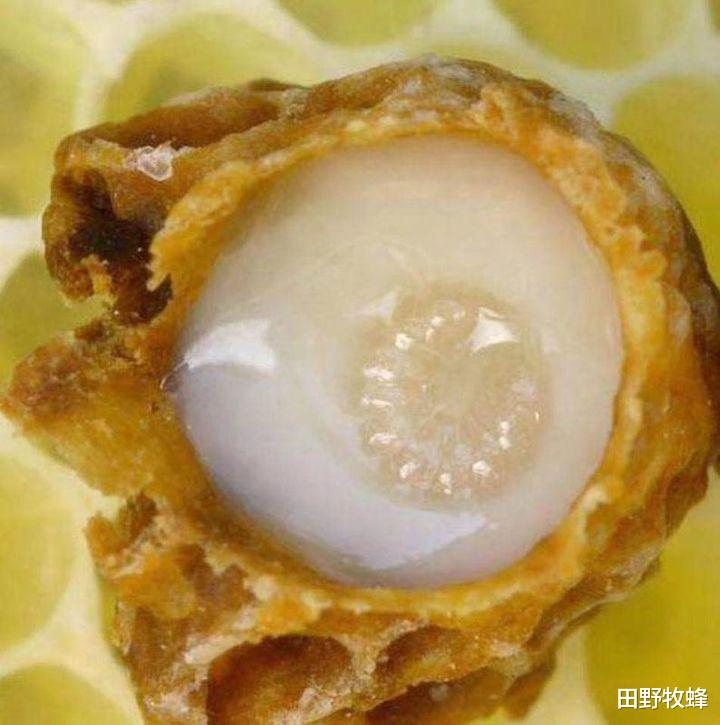 田野牧蜂|蜂皇浆能补肾吗? 蜂王浆有补肾的作用吗?