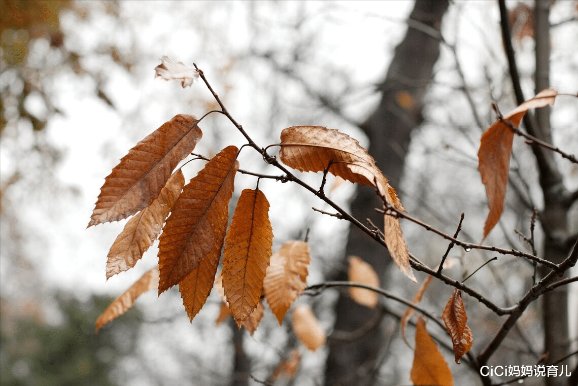 CiCi妈妈说育儿|秋已渐入，宝宝睡眠变化易被忽视，这篇文章给你提个醒