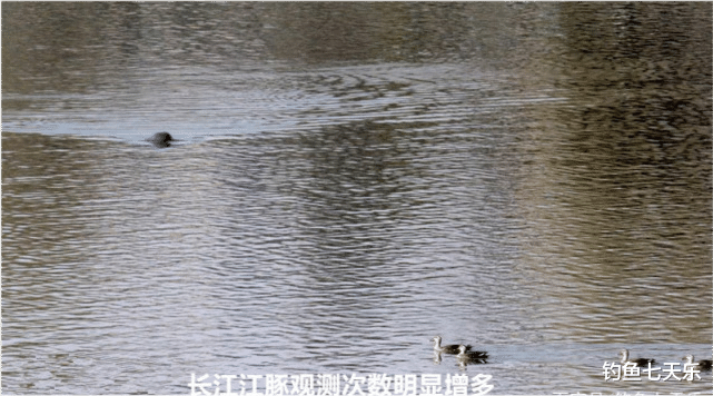 长江|长江禁渔行动来了，“电鱼”成为重点打击对象！休闲垂钓再被提及